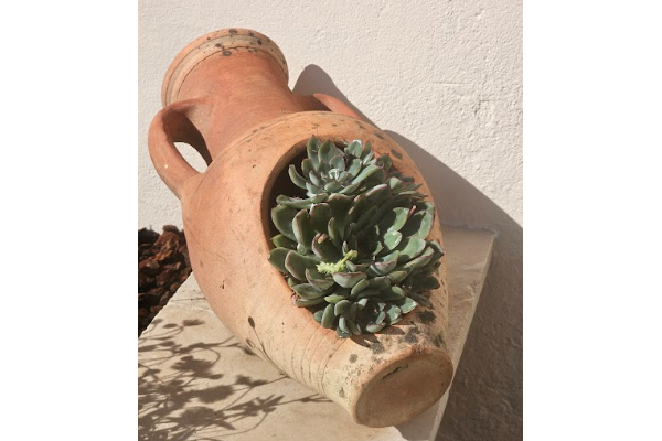 une plante bien abriter 